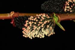 Salix gracilistyla. Male catkin showing two anthers on a single filament.
 Image: D. Glenny © Landcare Research 2020 CC BY 4.0